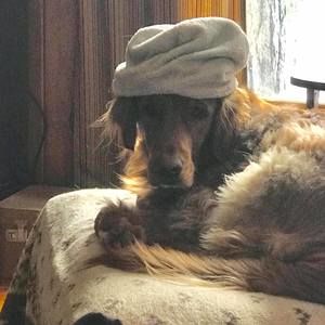 Meet your Posher, Jill